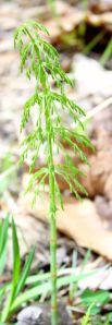 horsetail