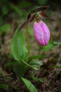 lady slipper