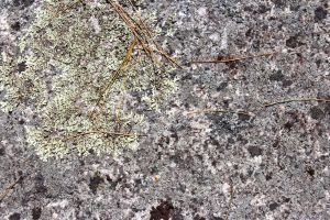 lichen on granite