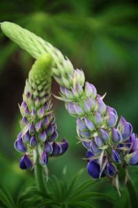Lupine 2