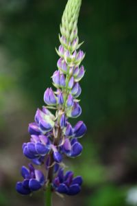 Lupine