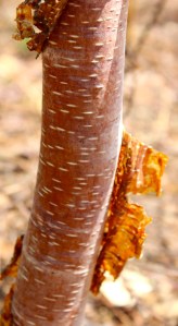 paper birch bark