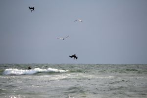 pelican dive 2