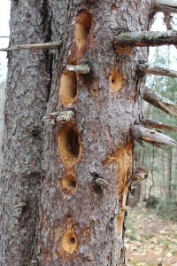 pileated condo
