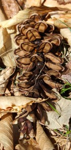 pine cone:squaw root