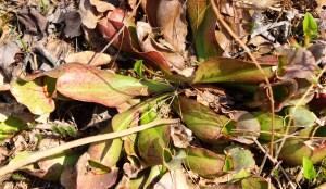 pitcher plant 1