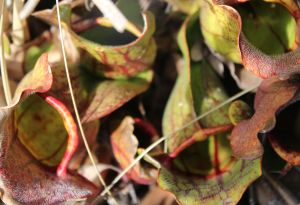 pitcher plant