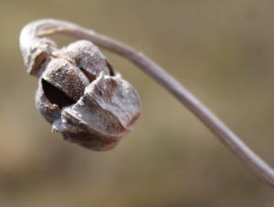 pp seed pod