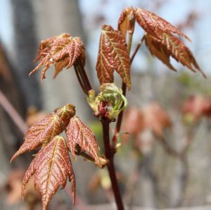 red maple 2