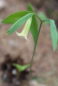 sessile-leaved bellwort or wild oats