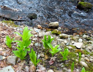 skunk cabbage