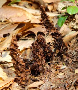 Squawroot resembles pinecone