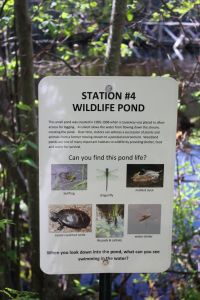 station 4, wildlife pond