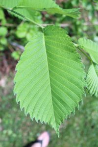 teeth and assymetrical base