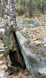tree:rock