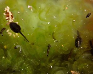 VP, May 12, more life