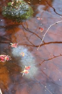 VP wood frog, sally, May 4