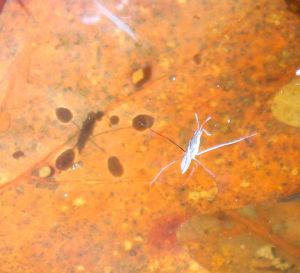 water strider