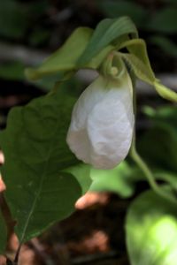 white lady's slipper