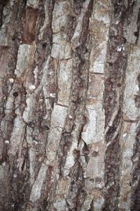 basswood bark