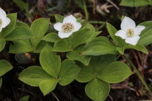 BB 4 leaves, 6 leaves