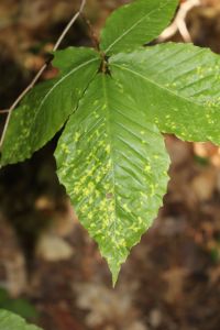 beech spots