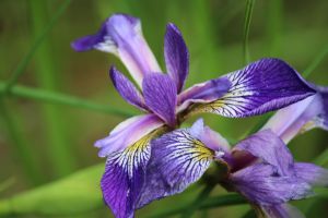 blue flag iris