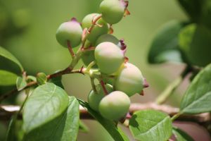 blueberries