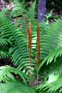cinnamon ferns