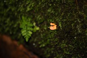 Cordyceps militaris - Scarlet Caterpillarclub