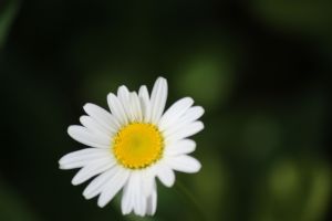 daisy 1