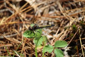 dragonfly 2