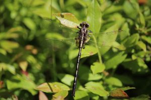 dragonfly 3