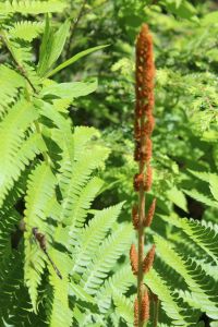 dragonfly and cinnamon fern