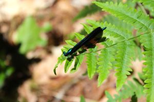 Ebony Jewelwing
