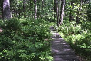 ferns along path 2