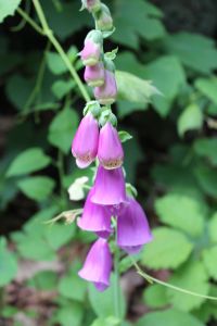 foxglove
