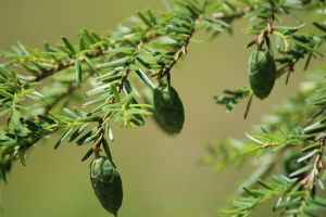 hemlock cones