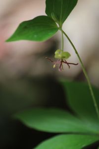 Indian Cucumber Root