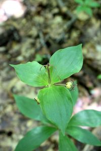 Indian Cucumber Root