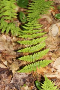lady fern