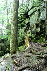 ledges, rocks and roots-layers