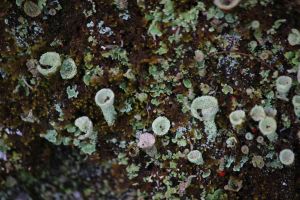 lichens