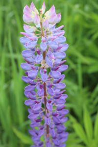 lupine purple