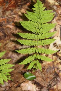 New York fern