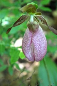 pink lady's slipper