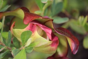 pitcher plant flowering