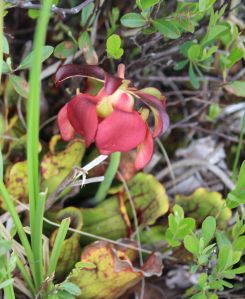 pitcher plant