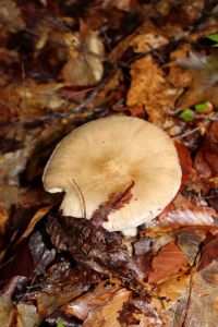 Platterful Mushroom