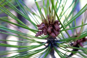 red pine cones